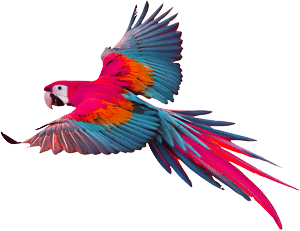 Ein fliegender Papagei
